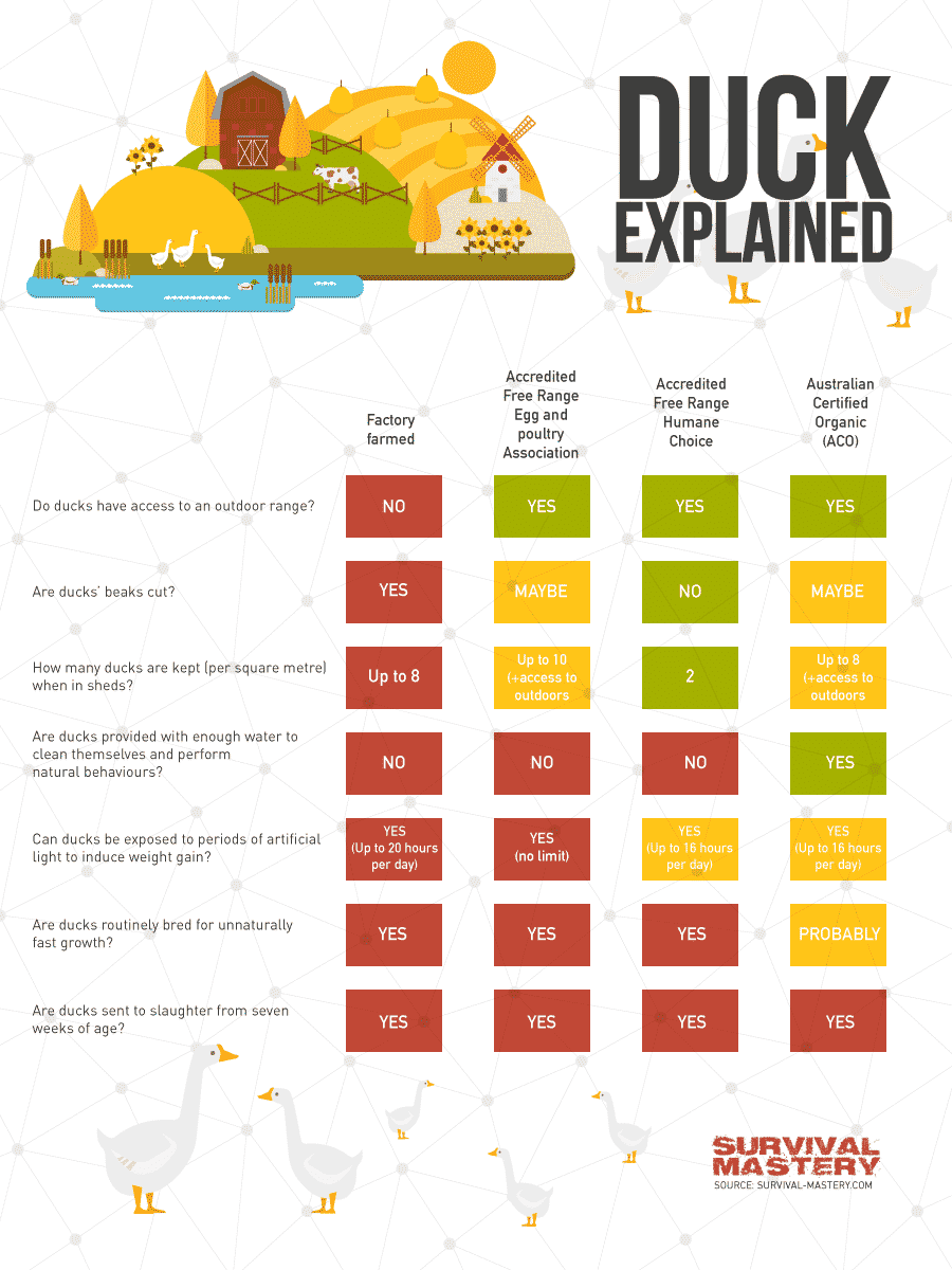 How To Raise Ducks Keeping Them All In A Row infographic