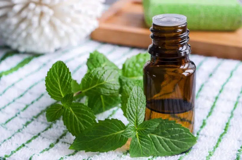 peppermint to get rid of nausea