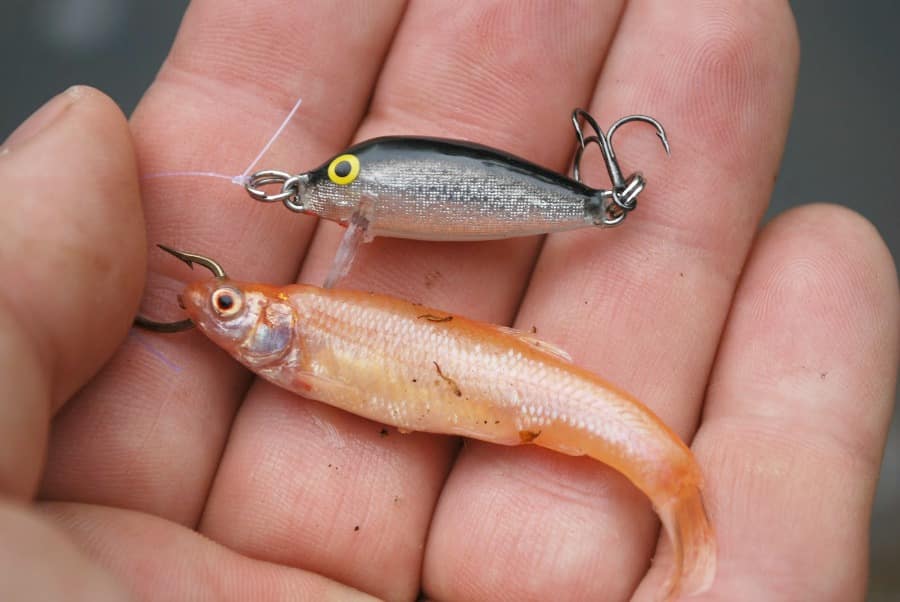 fishing planet bait rotten minnow wiki