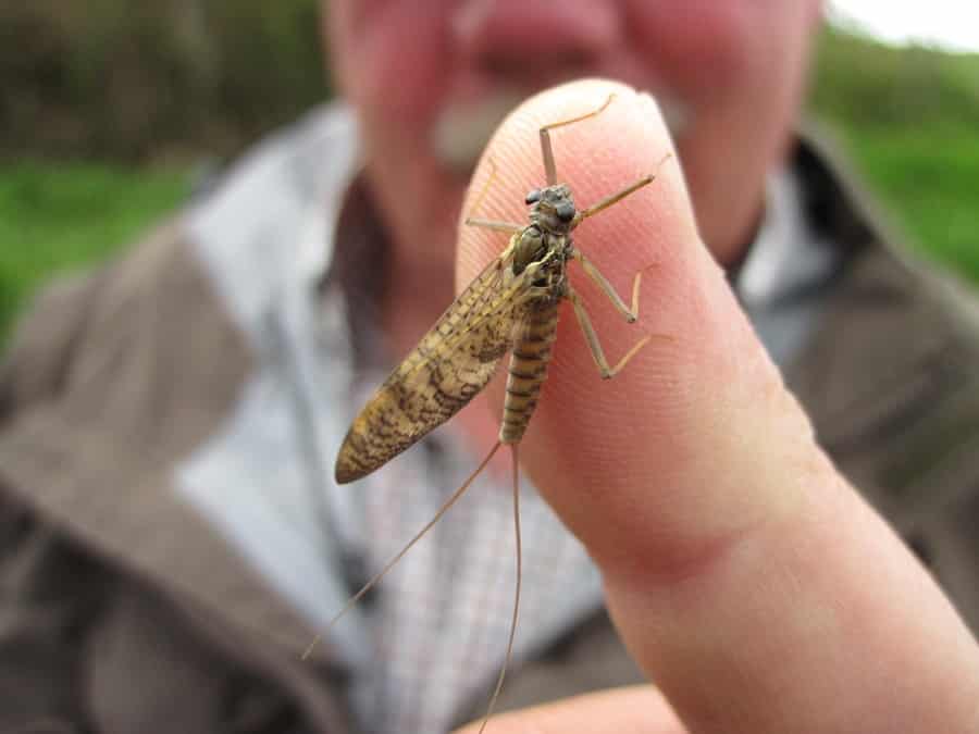 Rainbow trout Insects bait