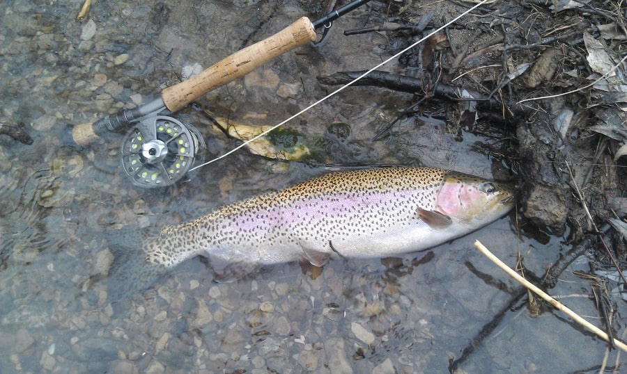 Rainbow trout fishing