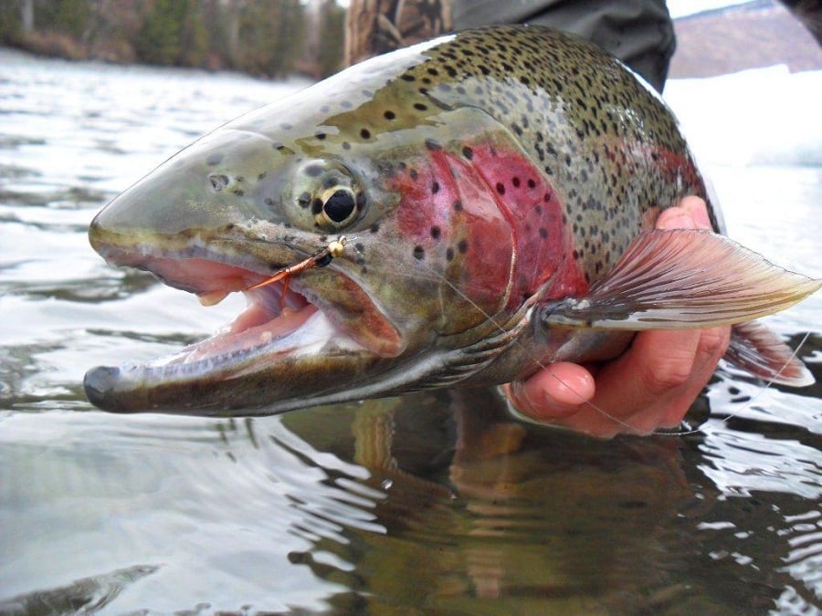 River Rainbow trout 