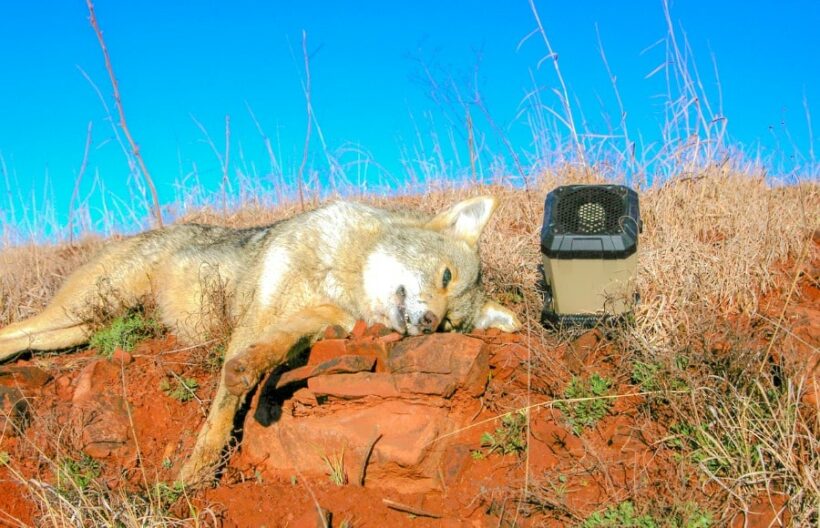 Best Predator Call Buying Guide & Top Products SurvivalMastery