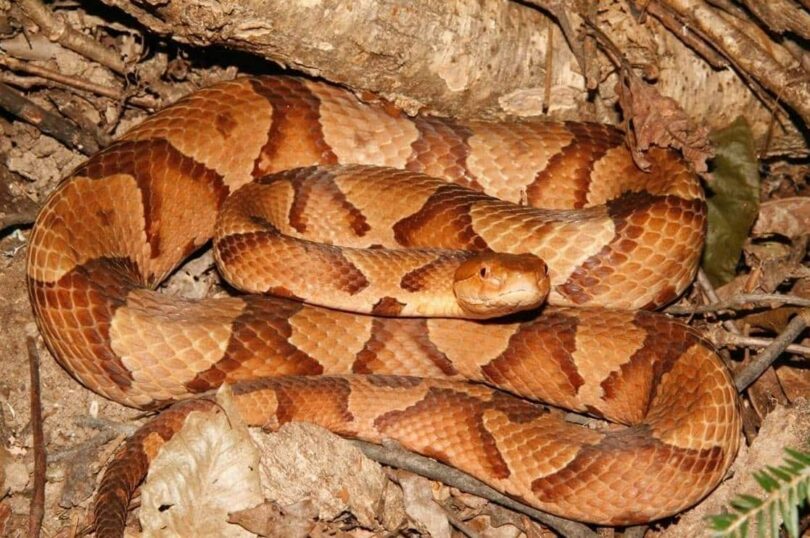 Adult Copperhead 