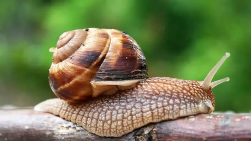 Australian Snail