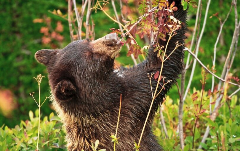 Bear Eating Berries