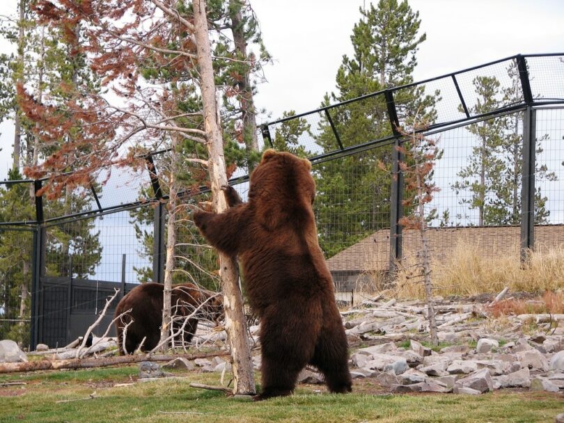 Bear Shaking Tree