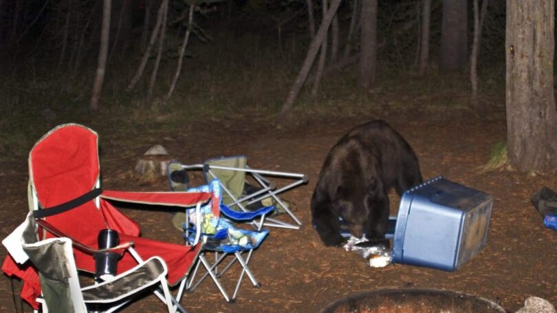 Bear in a Camp Site