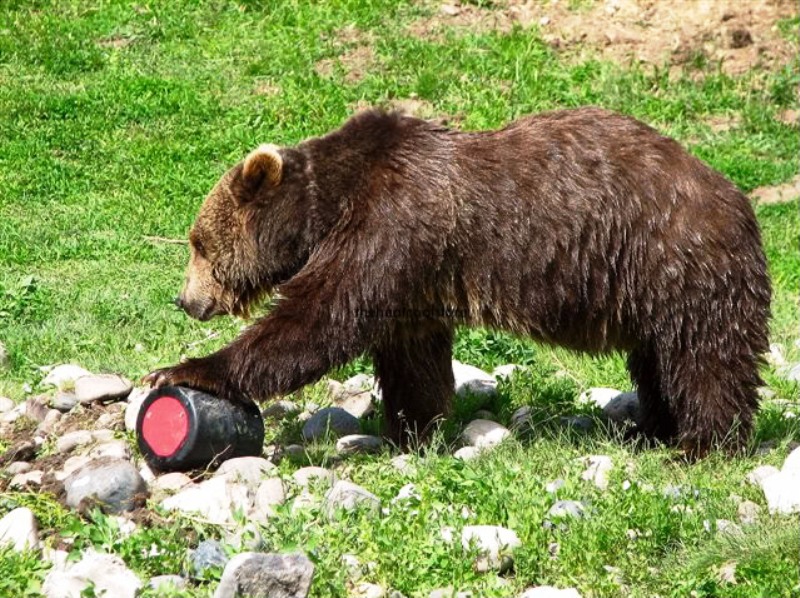 Bear and Bear Canister