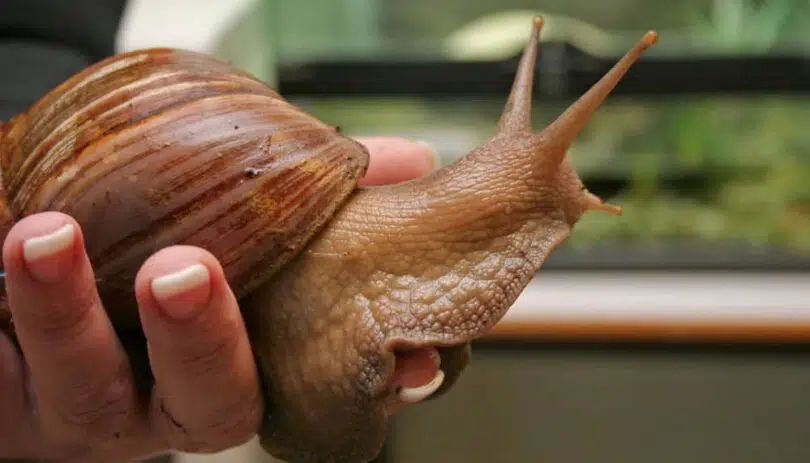 Big Snail