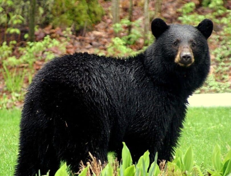 Black Bear