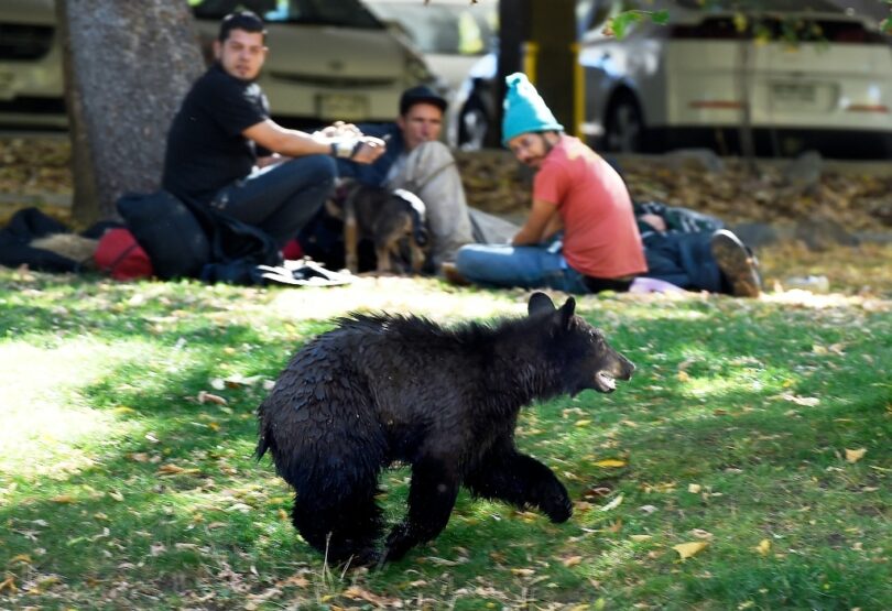 Black Bear And Humans