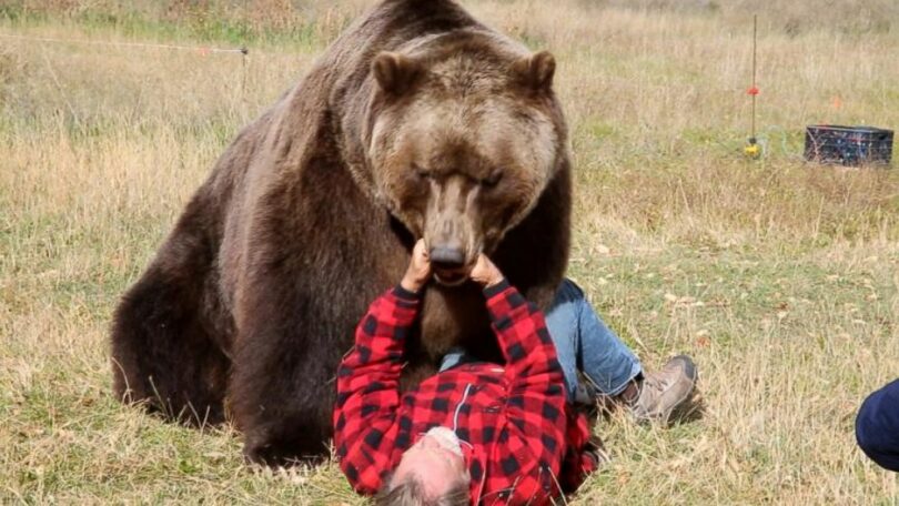 Brown Bear Attacks Human