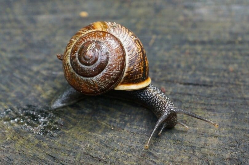 Brown Snail