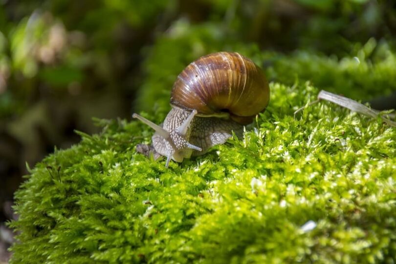 Brown Snail