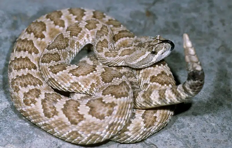 California Rattlesnake