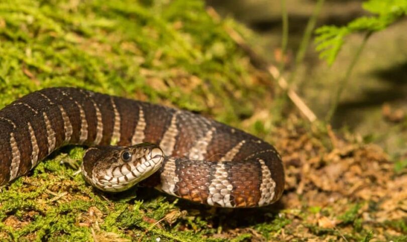 Brown Watersnake