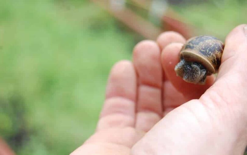 Collecting Snails