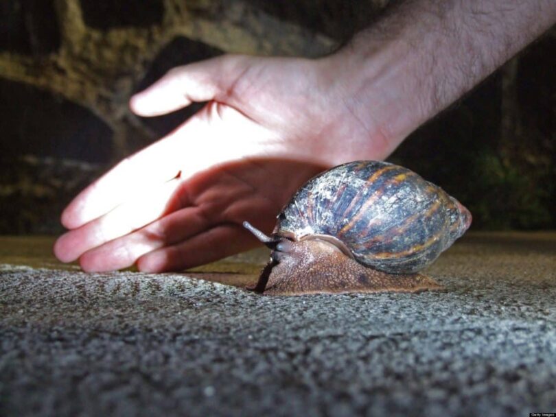 Collecting Snails