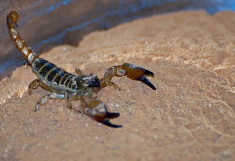 mâncând scorpioni