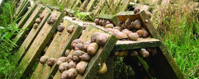 Farming Snails