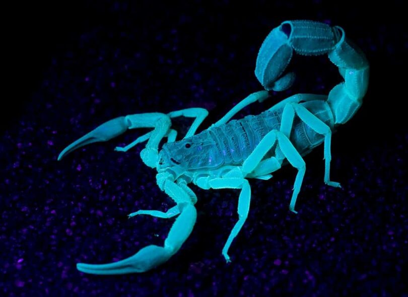 Scorpioni luminosi