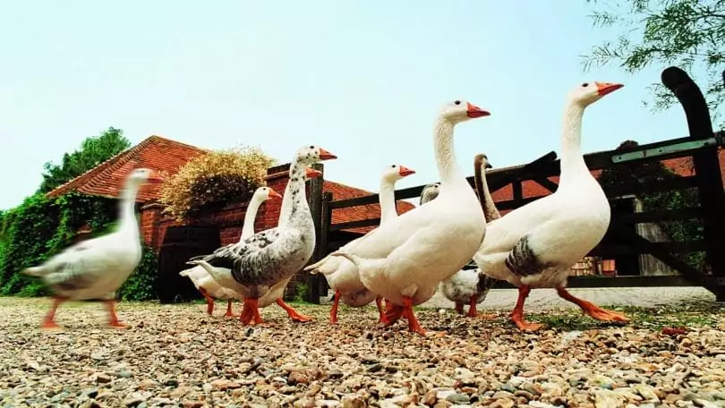 Goose Farm