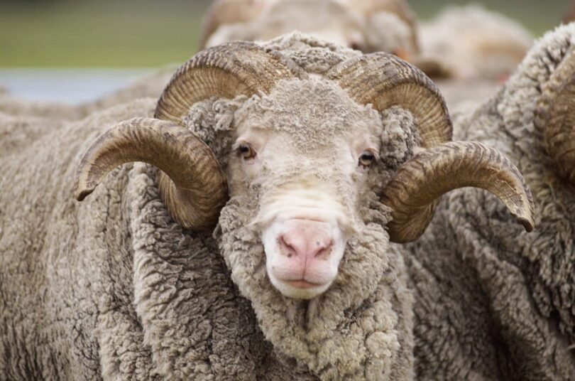 Merino Sheep