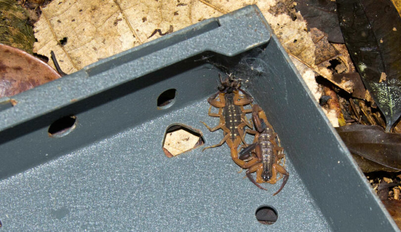 Scorpions Trap