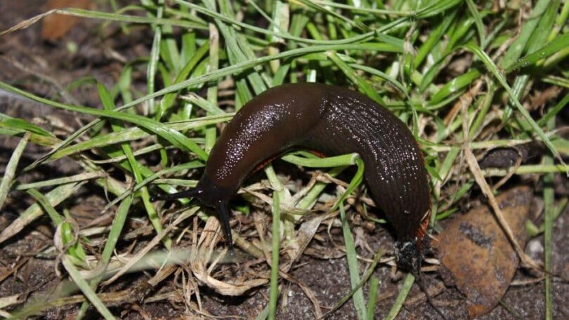 Slug in the Garden