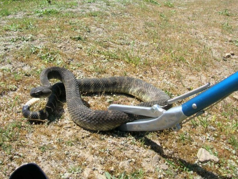 Snake Tongs