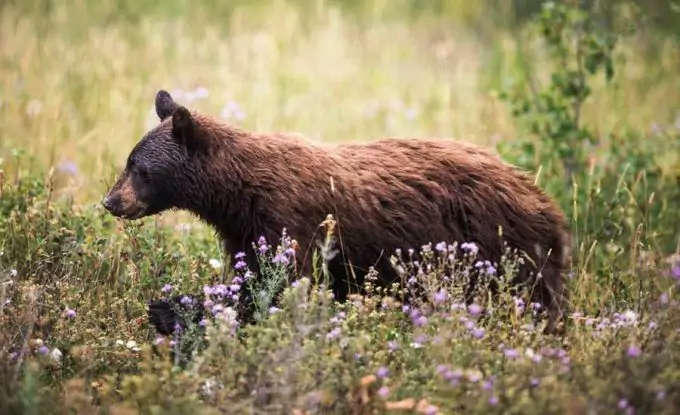 Bear on Trail