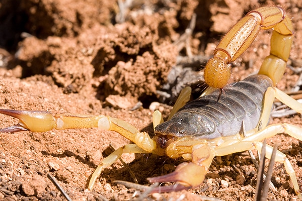 Giant Hairy Desert Scorpion