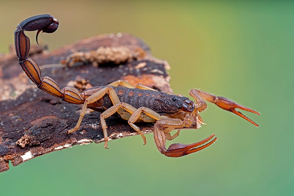 Most Poisonous Bark Scorpion