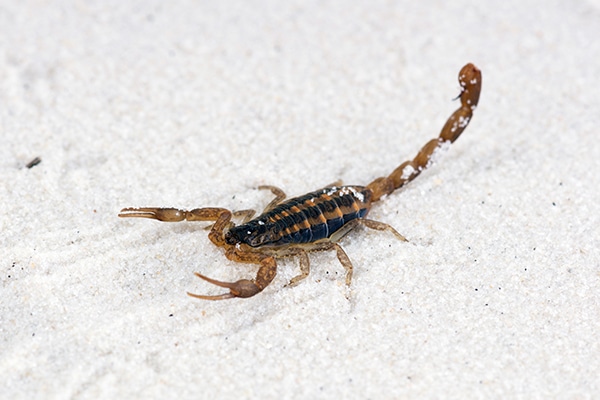 Striped Scorpion