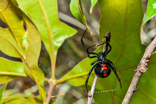 Black Widow has nasty spider bite