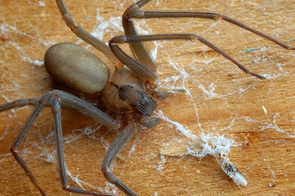 Brown Recluse Spider leaves scar from bite