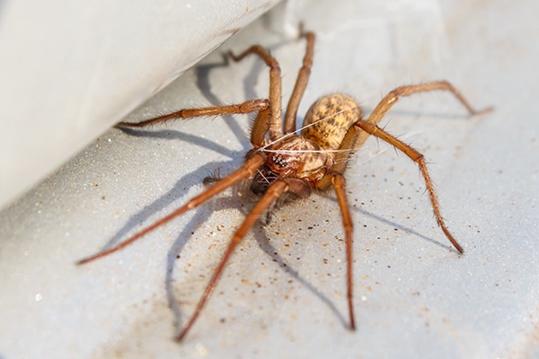 Hobo spider up close on survival-mastery