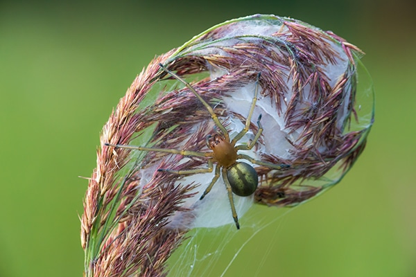 Dangerous yellow sac spider